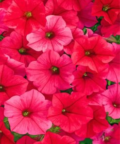 Dark Pink Petunias Flowers paint by numbers