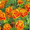 French Marigolds paint by numbers