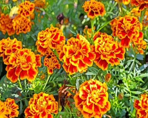 French Marigolds paint by numbers