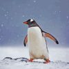 Gentoo Penguin Bird paint by numbers