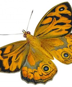 Golden Lepidoptera paint by numbers