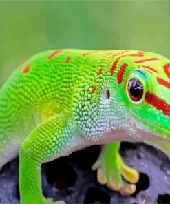 Green Gecko paint by numbers