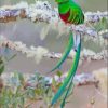 Green Quetzal Bird paint by numbers