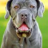 Grey English Mastiff paint by numbers