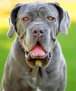 Grey English Mastiff paint by numbers