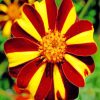 Harlequin Marigolds Flower paint by numbers