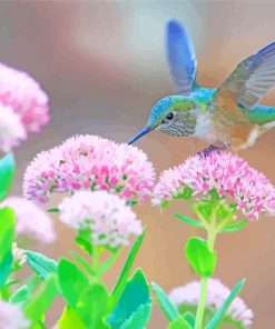 Hummingbird Catching Flower paint by numbers