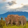 Kenya Amboseli Elephants paint by numbers