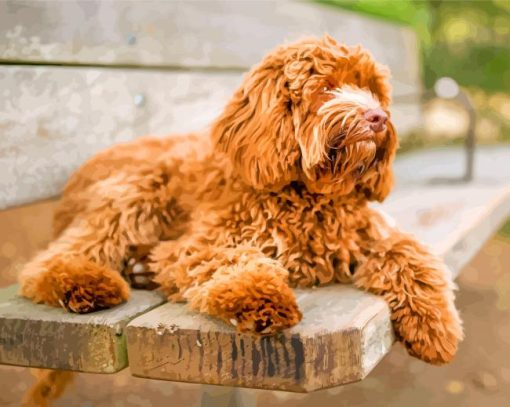 Labradoodle Puppy paint by numbers