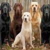 Labrador Dogs paint by numbers