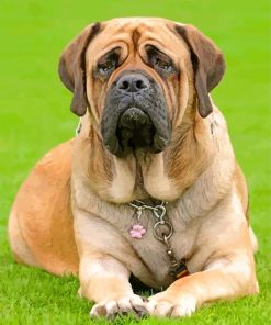 Lonely English Mastiff paint by numbers