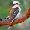 Lonely Kookaburra paint by numbers