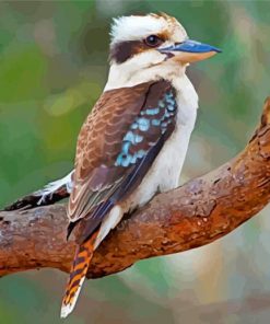 Lonely Kookaburra paint by numbers