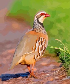 Lonely Partridge Bird paint by numbers