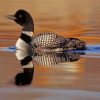 Loon In The Water paint by numbers