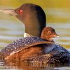 Loons Birds paint by numbers