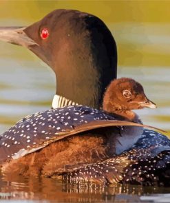 Loons Birds paint by numbers