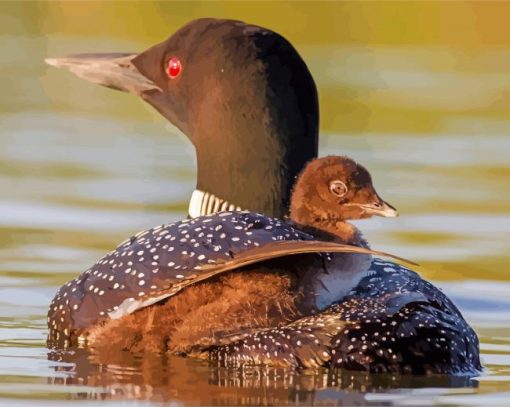 Loons Birds paint by numbers