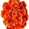 Marigold Flower paint by numbers