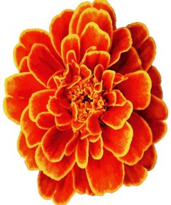 Marigold Flower paint by numbers