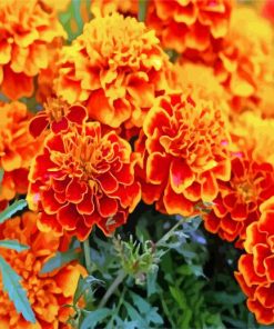 Marigold Flower paint by number paint by numbers