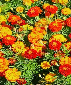 Marigolds Flowers paint by numbers