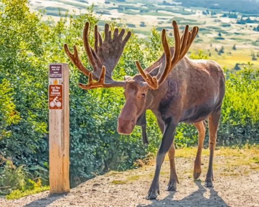 Moose Animal paint by numbers