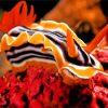 Nudibranch paint by numbers