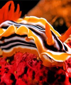 Nudibranch paint by numbers