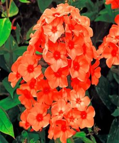 Orange Phlox Flowers paint by numbers