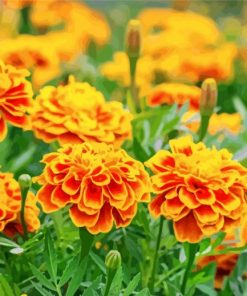 Orange French Marigolds paint by numbers