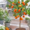 Orange Tree paint by numbers