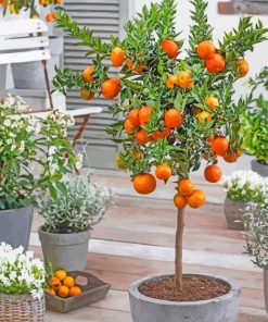 Orange Tree paint by numbers