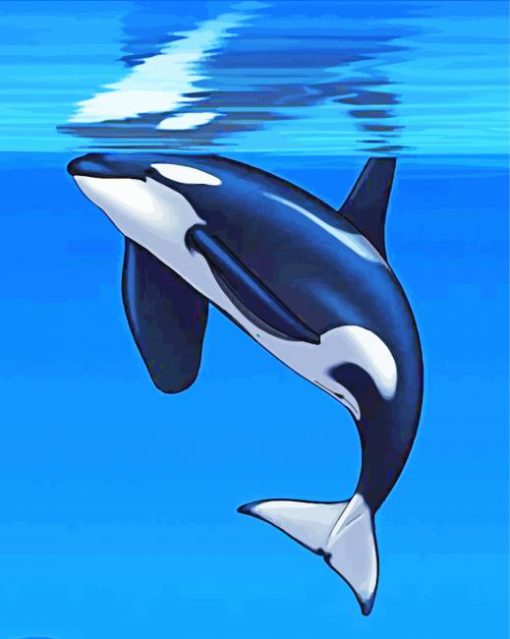 Orca Fish paint by numbers