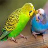 Colorful Parakeet Birds paint by numbers