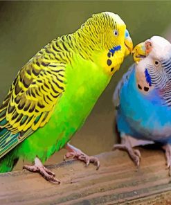 Colorful Parakeet Birds paint by numbers