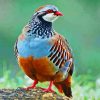 Colorful Partridge paint by numbers