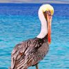 Pelican Animal Bird paint by numbers