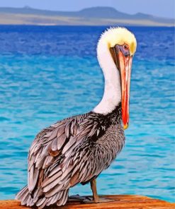 Pelican Animal Bird paint by numbers