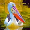 Pelican Elegant Bird paint by numbers