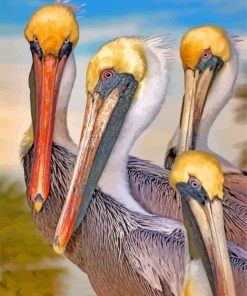 Pelicans Birds paint by numbers