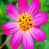 Pink Cosmos Caudatus Flower paint by numbers