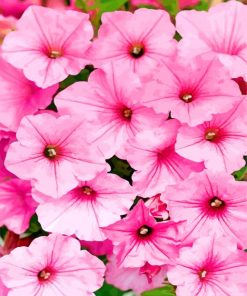 Aesthetic Pink Petunias Flowers paint by numbers