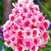 Aesthetic Pink Phlox Flowers paint by numbers