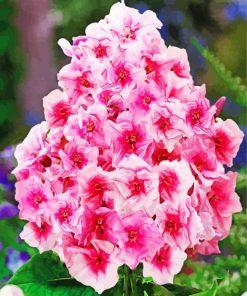 Aesthetic Pink Phlox Flowers paint by numbers