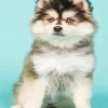 Pomeranian Husky Dog paint by numbers