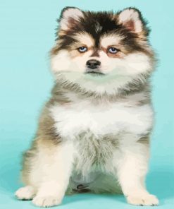 Pomeranian Husky Dog paint by numbers