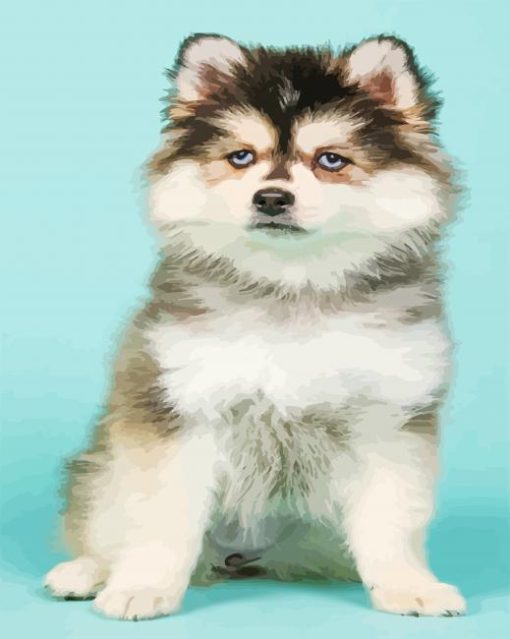 Pomeranian Husky Dog paint by numbers