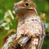 Potoo Bird Animal paint by numbers