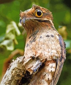 Potoo Bird Animal paint by numbers